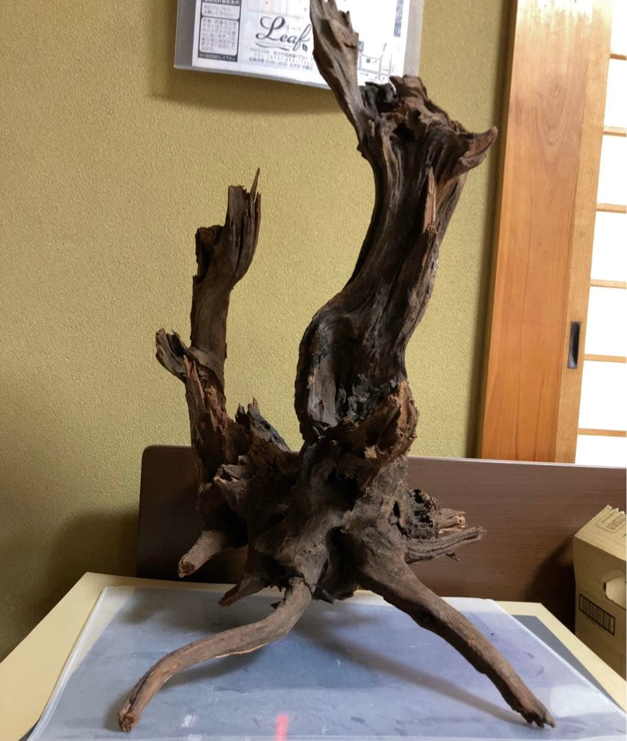 ホーンウッド　ada アクアリウム　流木　水草レイアウト　水槽