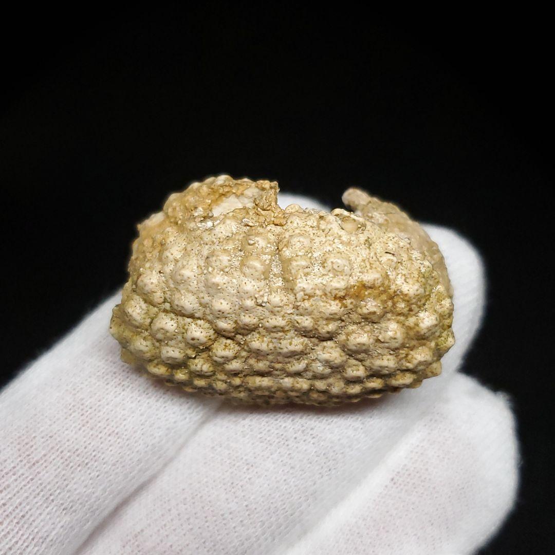 美品 カニ 本物 化石 産 37.86mm  fcr4