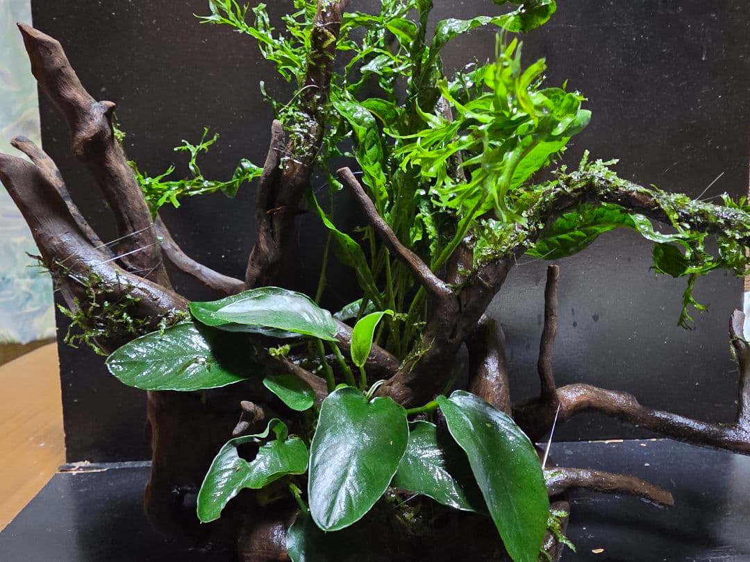 水草3種巻き ブランチウッド大サイズ