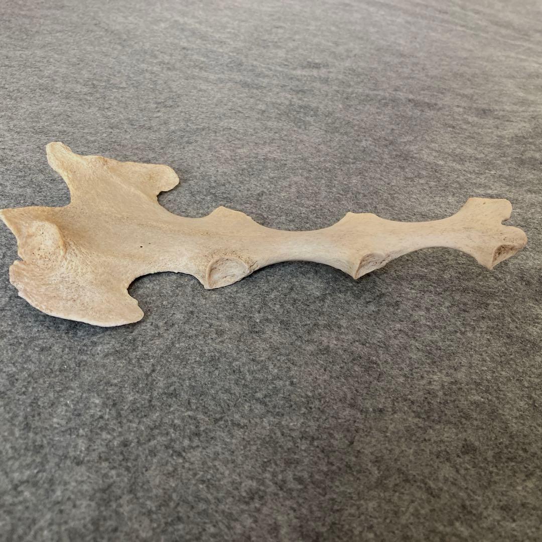 イルカの骨 骨格標本