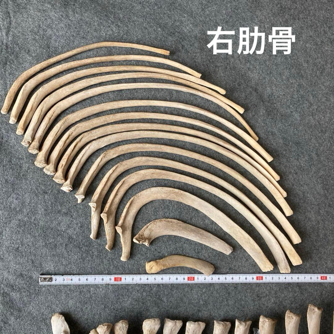 イルカの骨 骨格標本