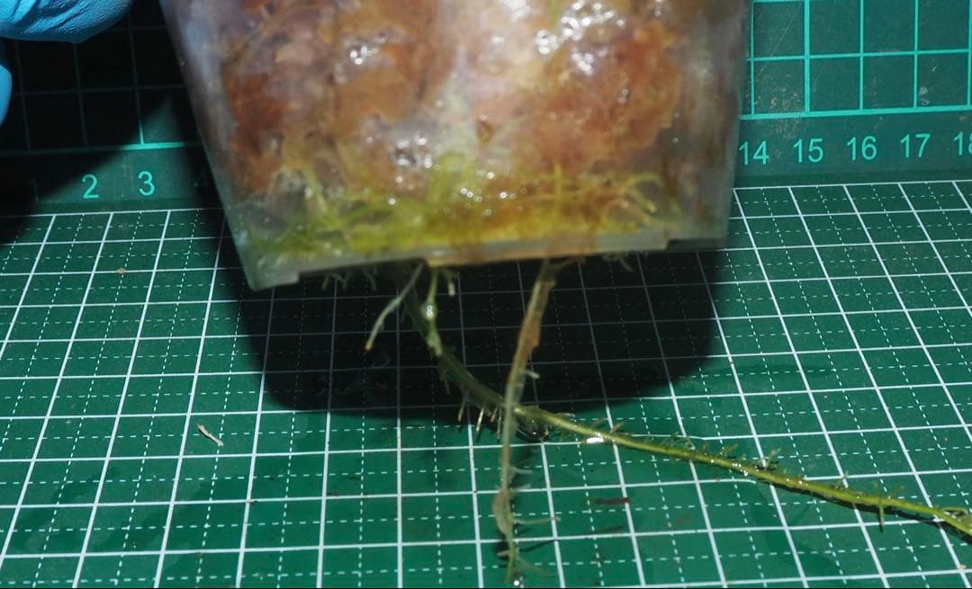 水草 Bucephalandra sp.\"Silver gray\"