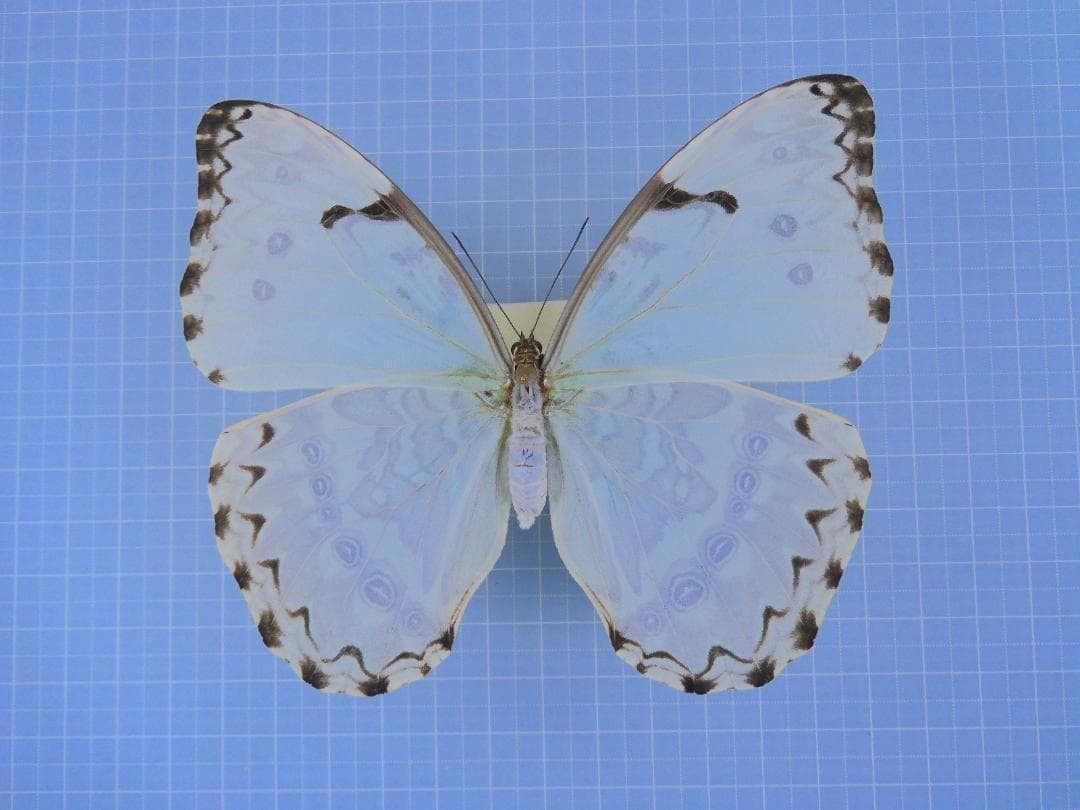 アルゼンチン産　モルフォエピストフィウス3　特大　106mm