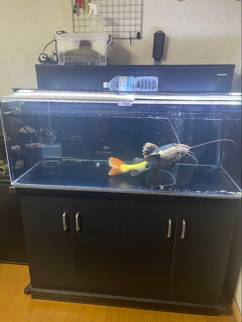 アクリル水槽と黒キャビネットセット