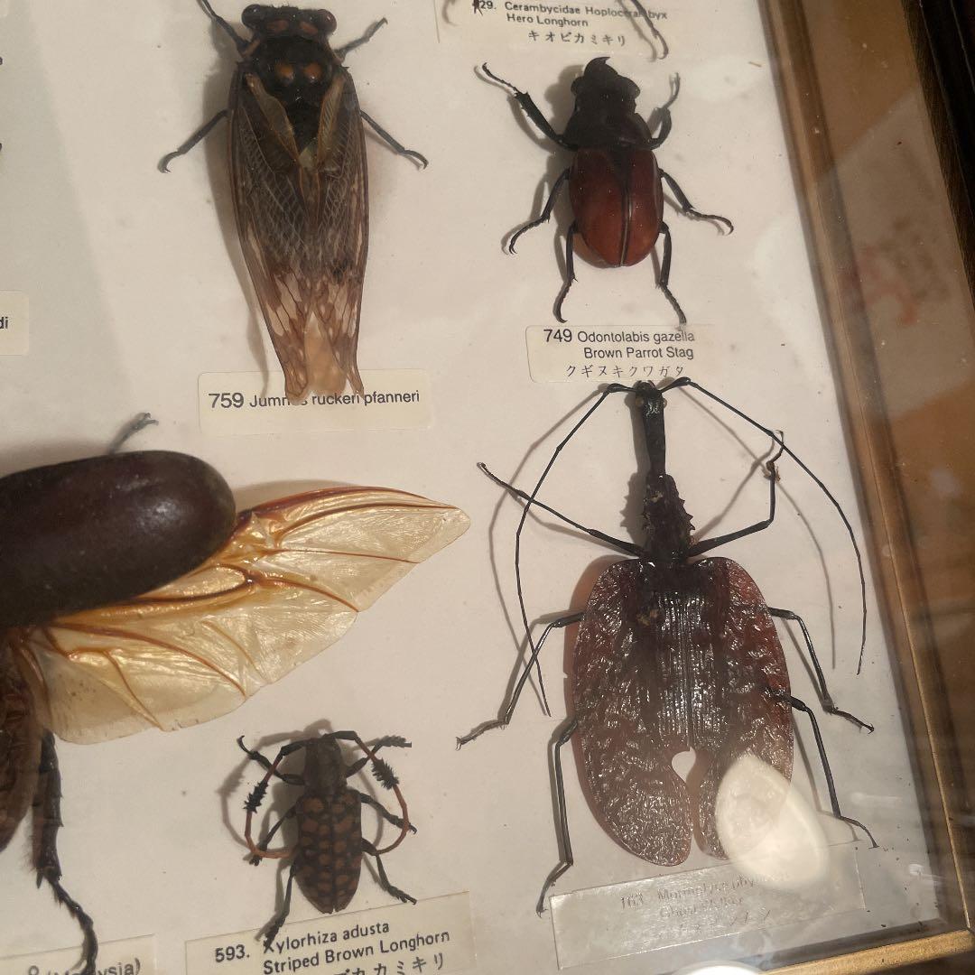 昆虫標本 一式