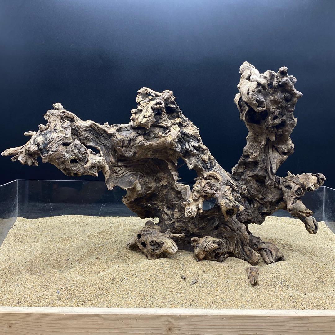 MJW-6618 ジンジャーウッド2本セット　天然流木　アクアリウム　爬虫類