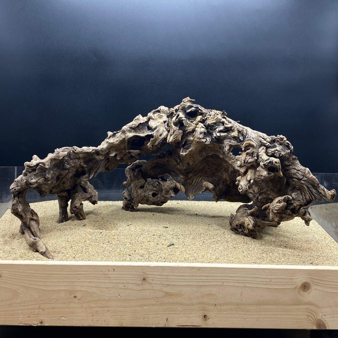 MJW-6618 ジンジャーウッド2本セット　天然流木　アクアリウム　爬虫類