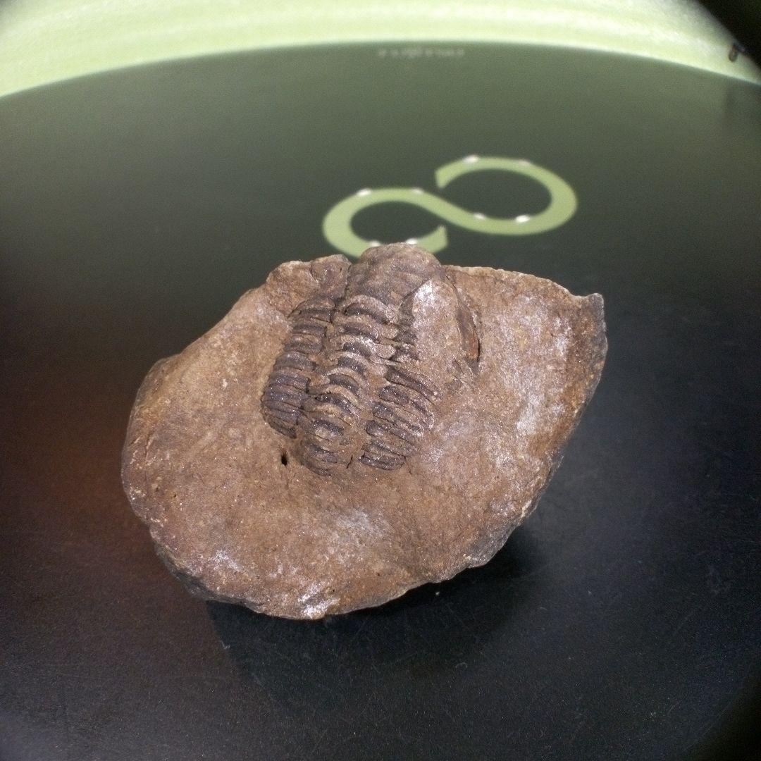 三葉虫　化石　fossil　ボリビア　trilobite　三葉虫綱　三葉虫管理①