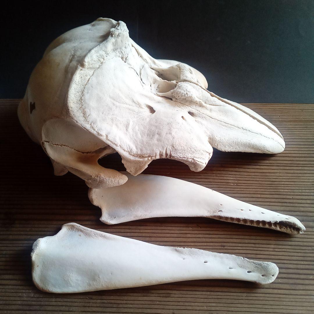 骨格標本　イルカ　頭骨　海棲哺乳類　極めて希少