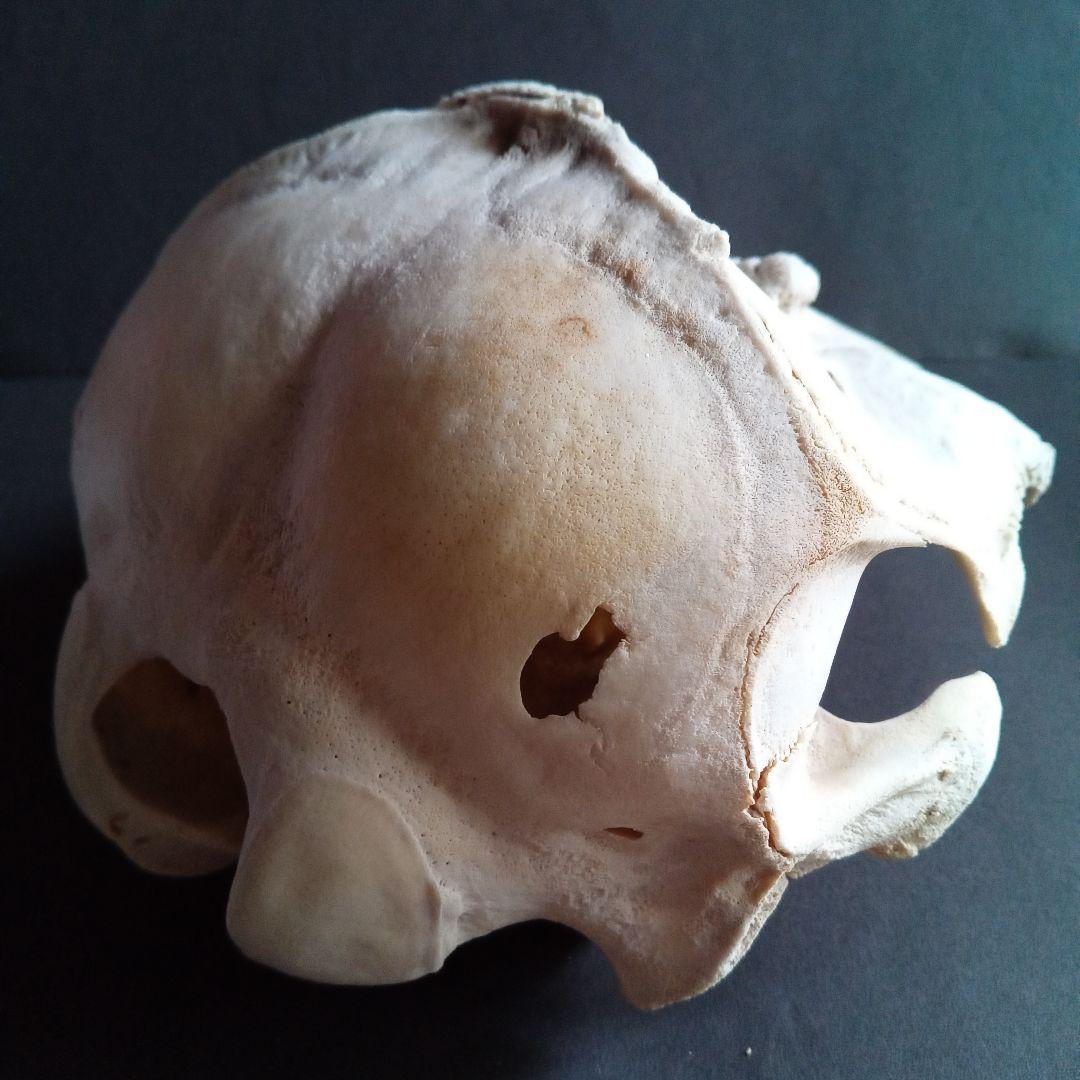 骨格標本　イルカ　頭骨　海棲哺乳類　極めて希少