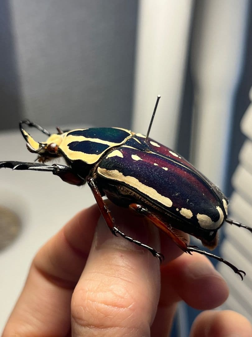 【59mm】ウガンデンシスオオツノカナブン 昆虫標本カナブンカブトムシクワガタゾ