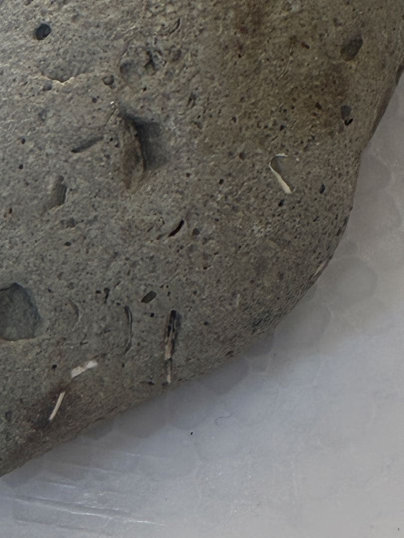 サメの歯　海岸で拾った　貝類や石灰質の付着物があります