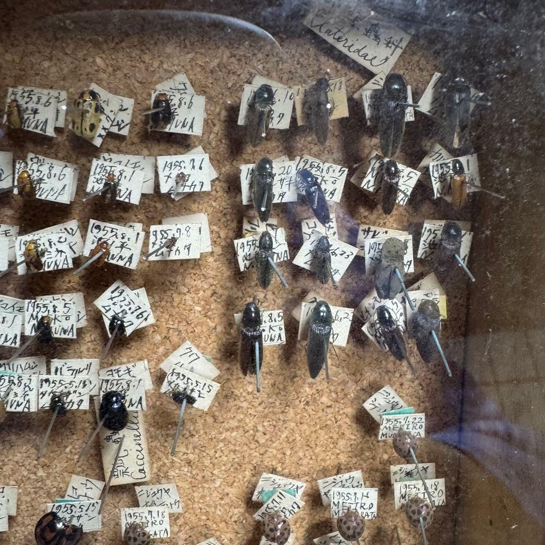 昆虫　標本　ジャンク品