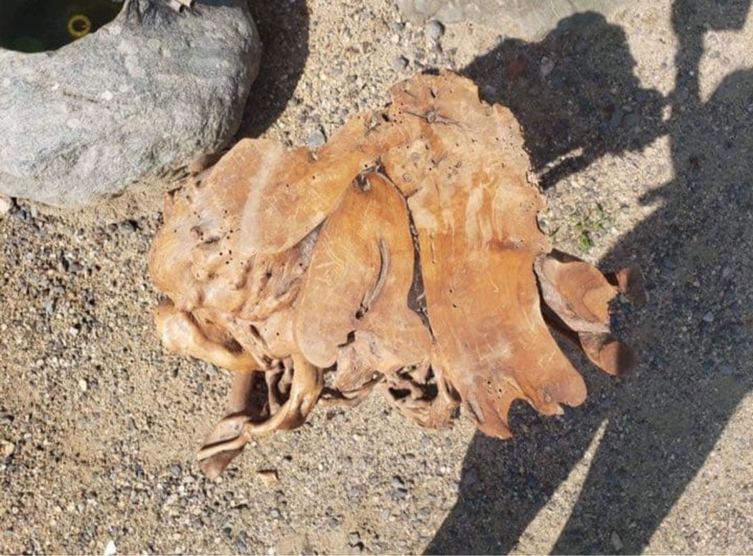 盆栽花台　根卓　ユニークな木製インテリアオブジェ m-NO210高さ60センチ