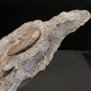 母岩付き アンモナイト 三畳紀 本物 ノルウェー産 168.48mm fan3