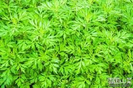 即購入OK☆　EM入り　よもぎ入り　無添加石鹸水　ミントの香り　23ｋｇ