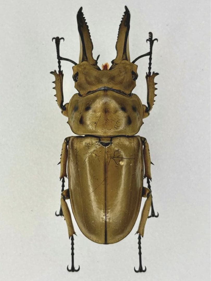 【野外標本】タイ産オウゴンオニクワガタ