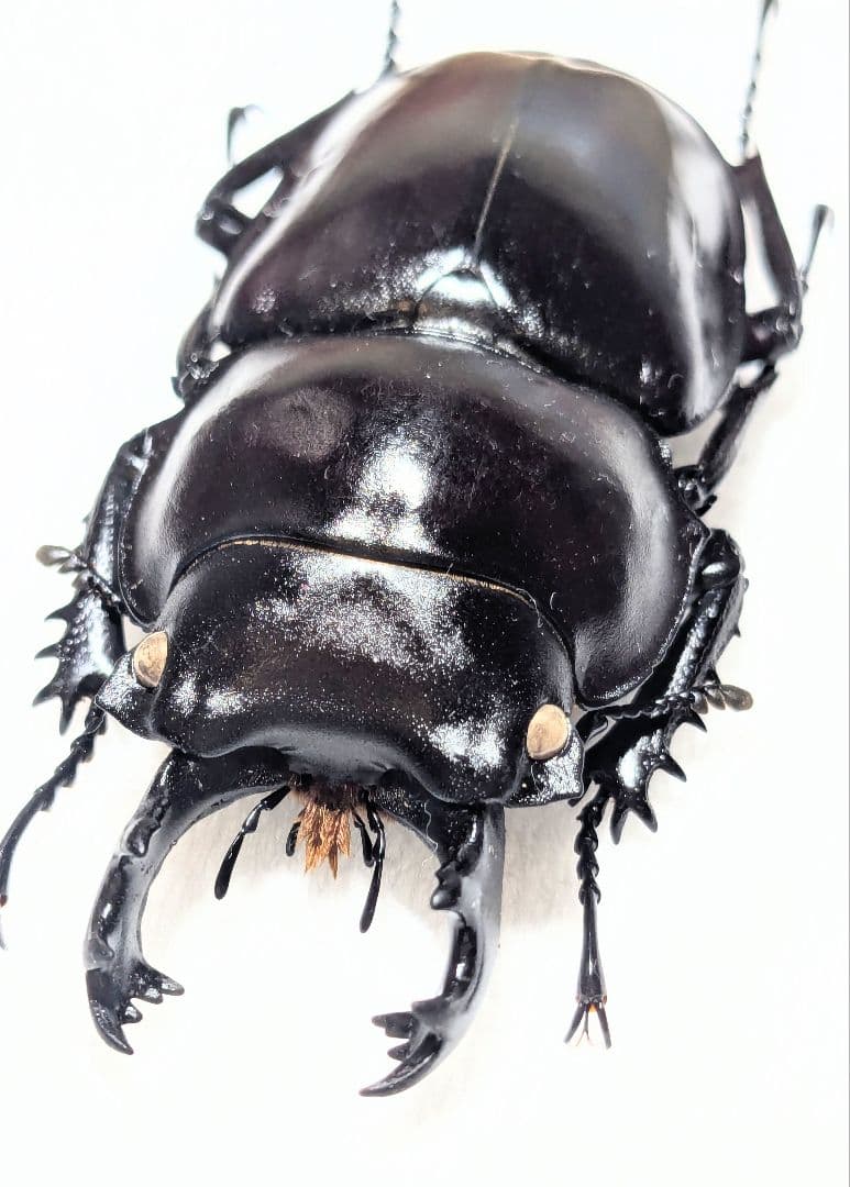 石垣　ヤエヤママルバネ