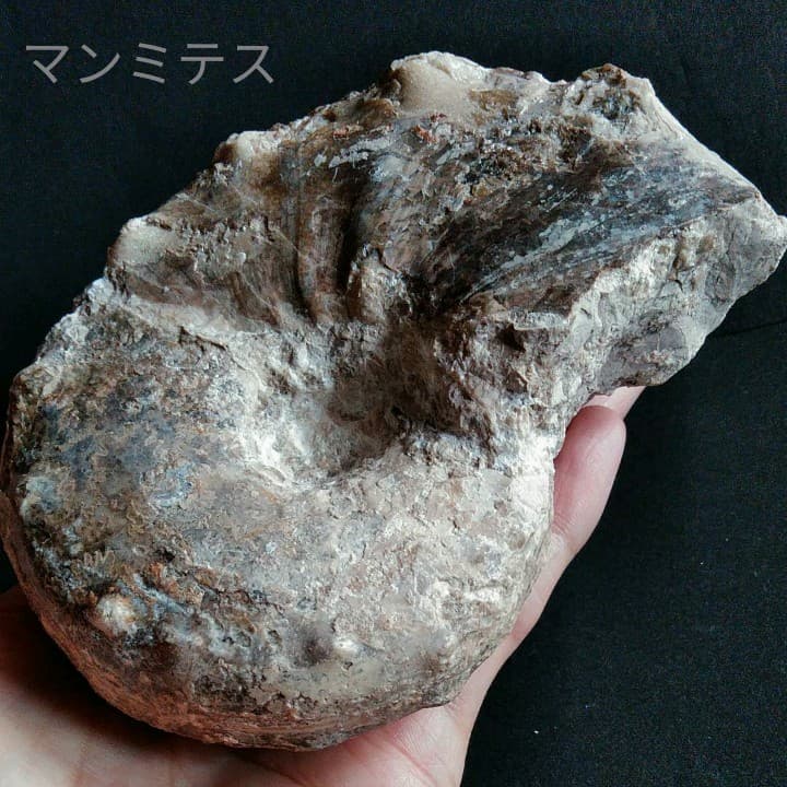 化石　骨格　標本　アンモナイト　特大　125mm