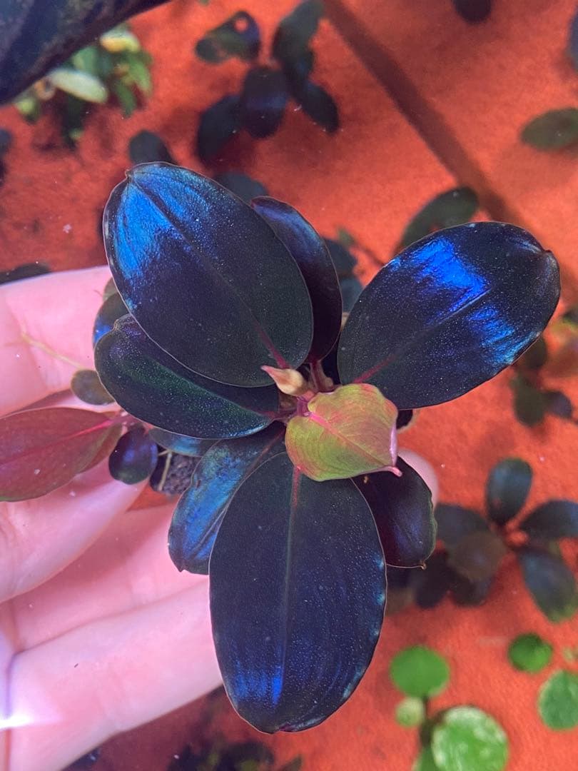 T*i様 Bucephalandra sp. Moônlight 群生株