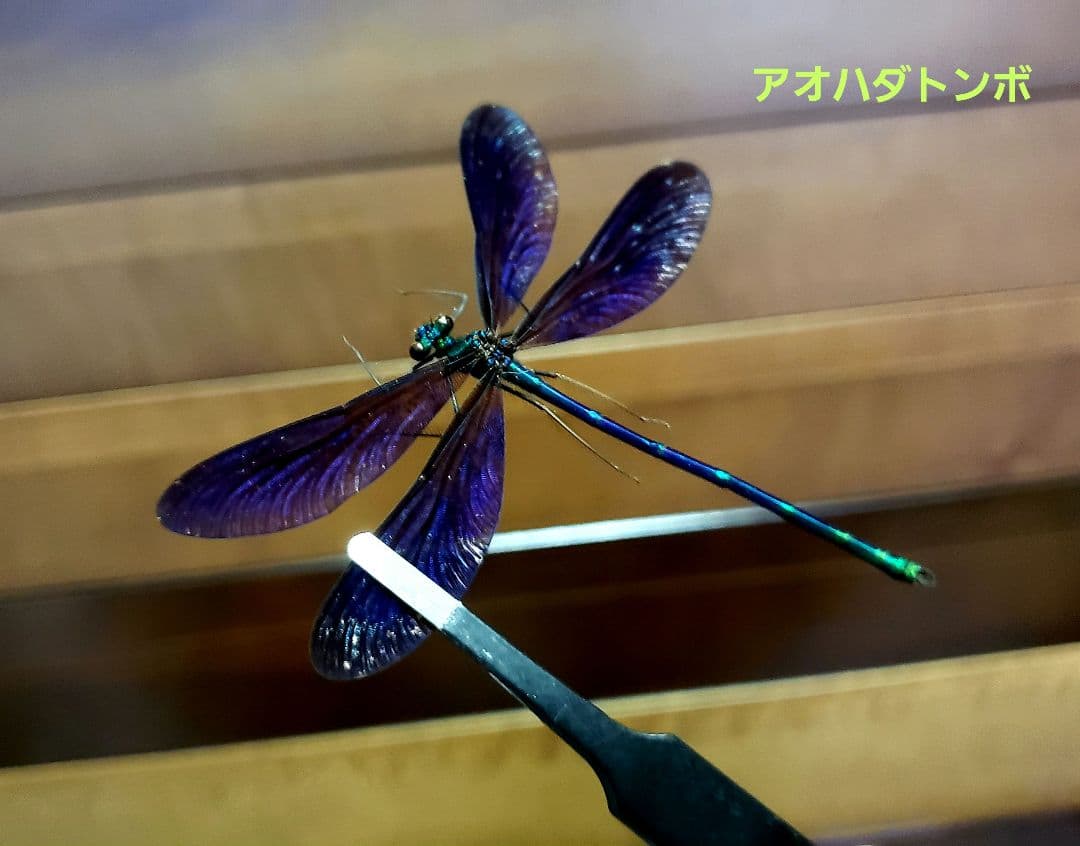 十（つなし）出品 トンボ標本13頭