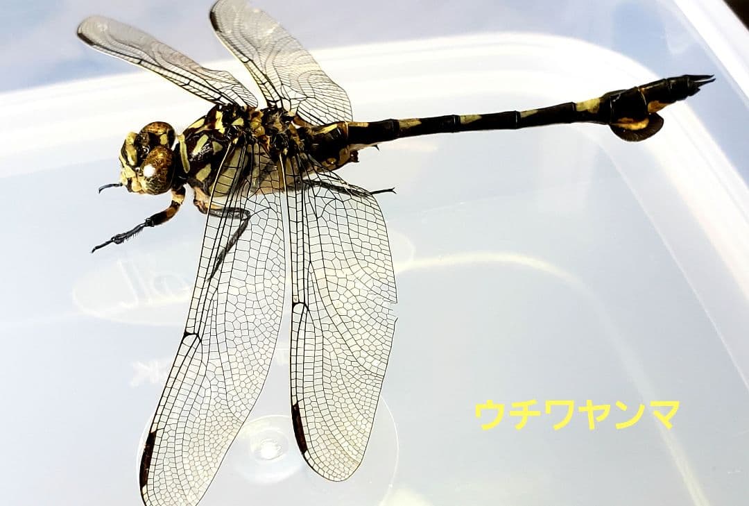 十（つなし）出品 トンボ標本13頭
