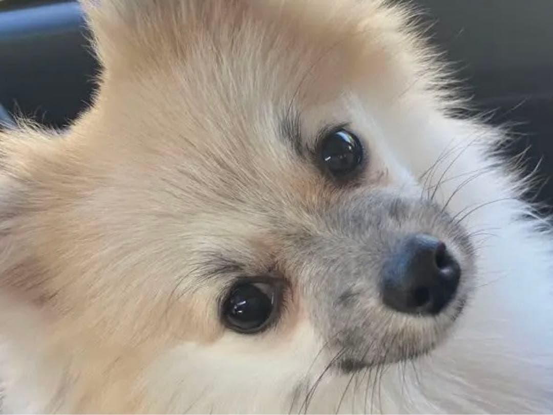 ポメラニアン クリーム色 ふわふわ　の写真