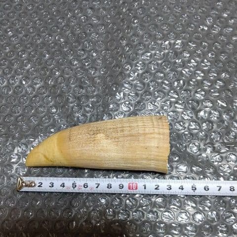 マッコウ鯨の歯『１本』+耳骨『１個』