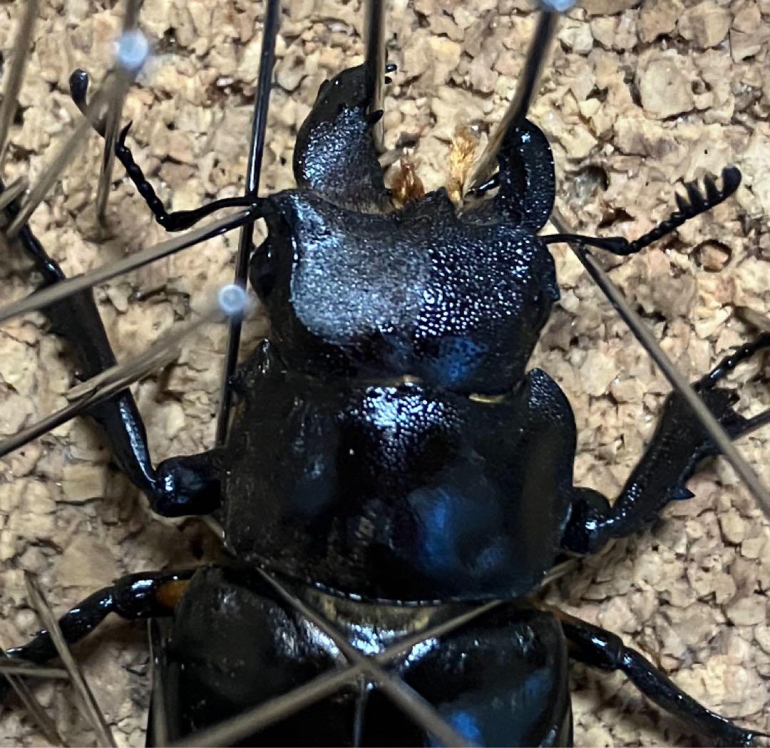 【標本】雌雄モザイク ミヤマクワガタ