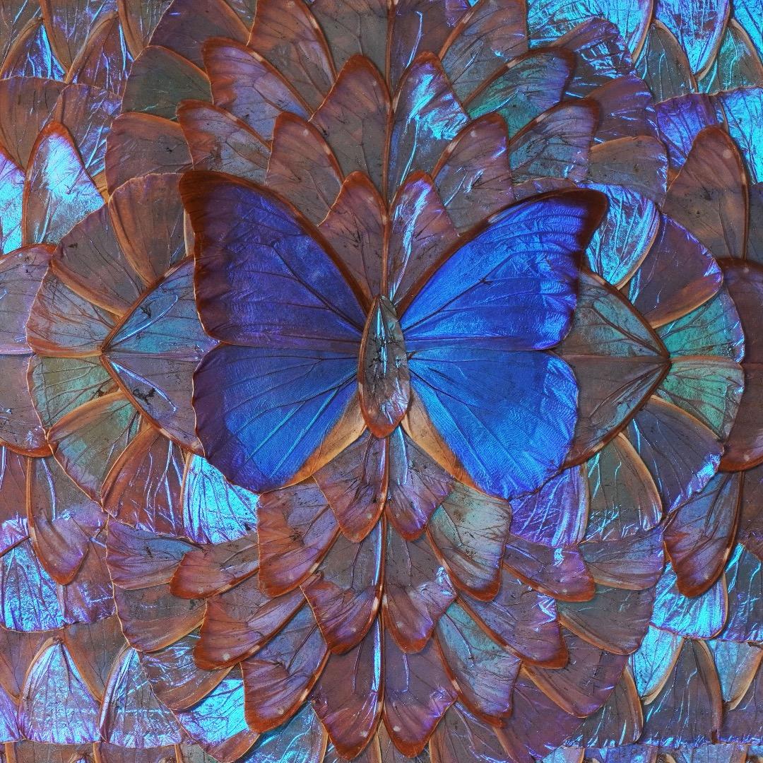 モルフォ蝶　絵画　羽絵アート　額縁