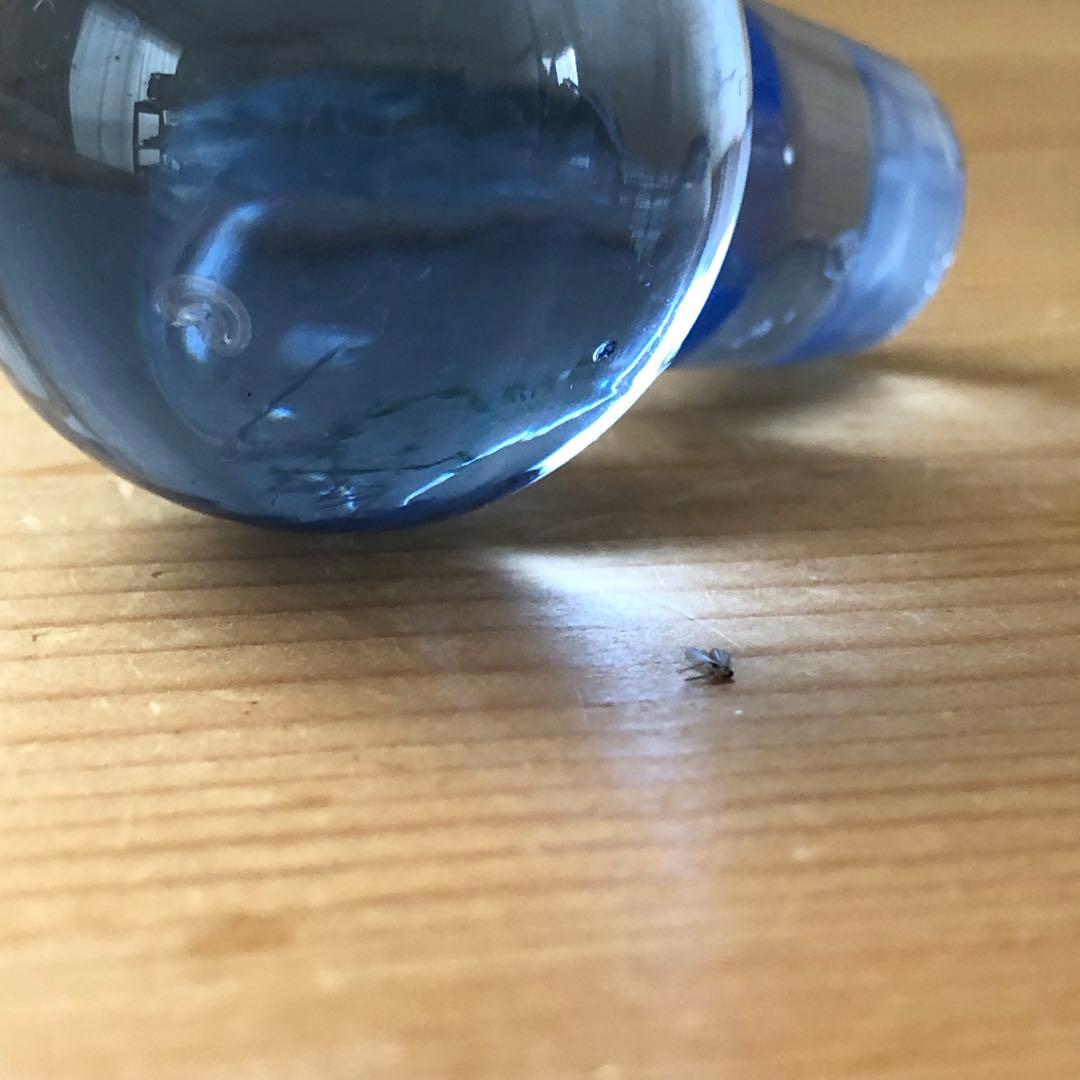 古いデカンタ　ガラス瓶　植物柄　フランス　アンティーク　デキャンタ　no.154