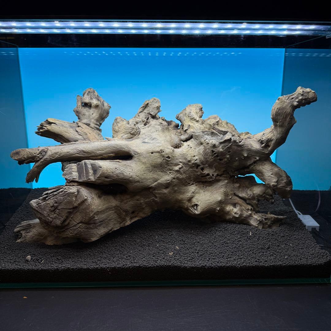MJW-6768 ジンジャーウッド　1点物　天然流木　アクアリウム