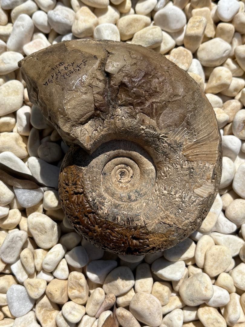 極美品　飴色の縫合線が見事なアンモナイトの女王　インターメディウム　化石