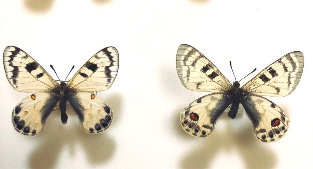 ねこねこ様リクエスト品！蝶標本　ロキシャスウスバ　ペア