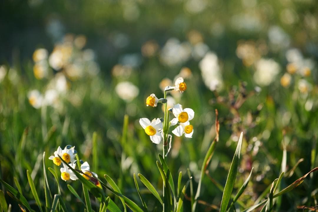 中古レンズLUMIX S 24-105 F4　Lマウント