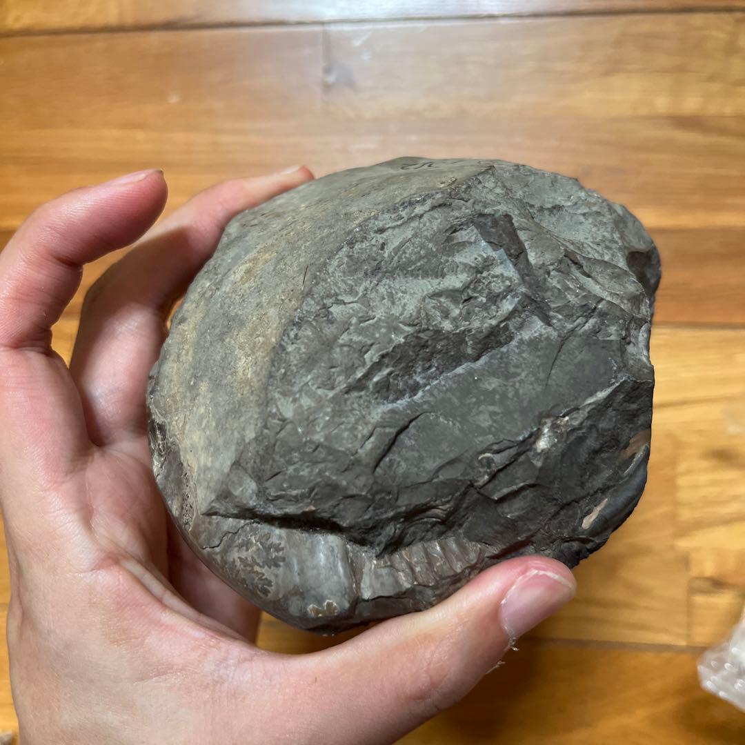 アンモナイト　化石　置物