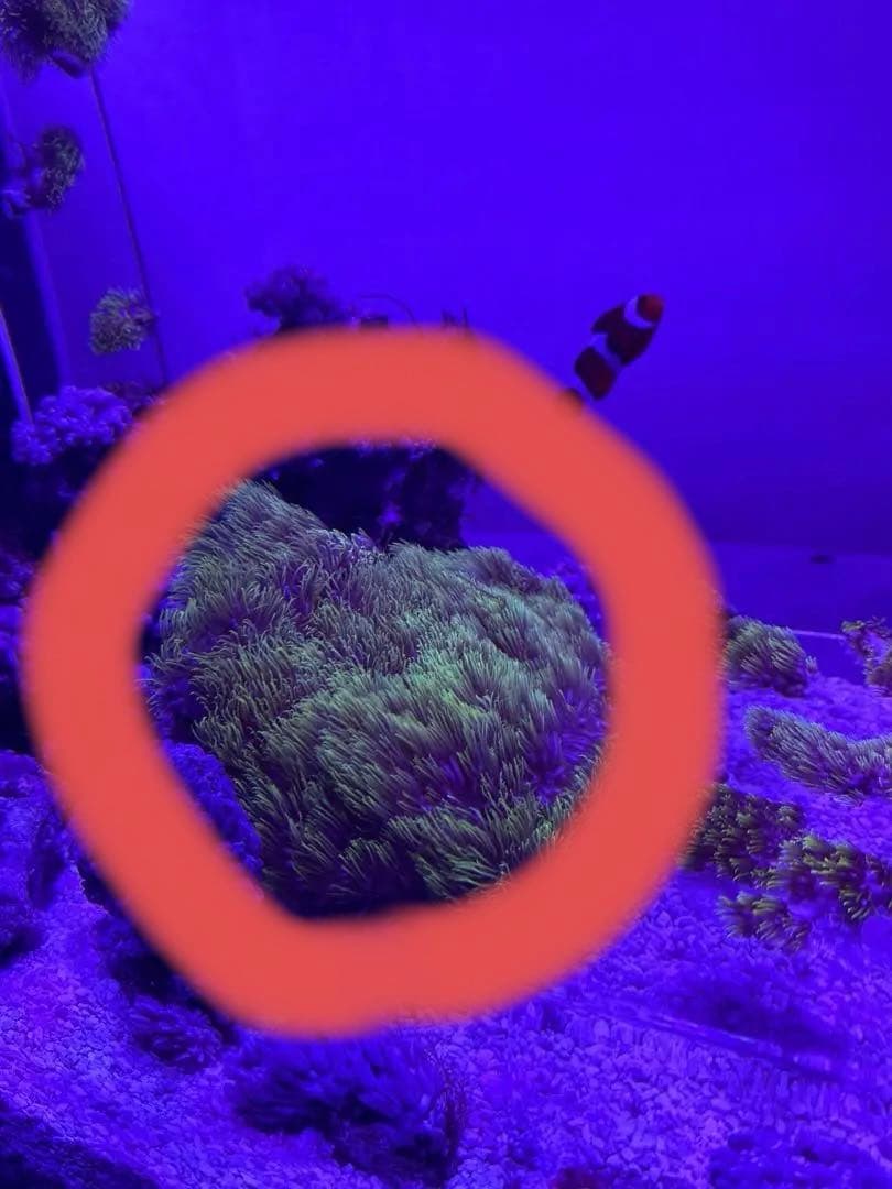 スターポリプ大