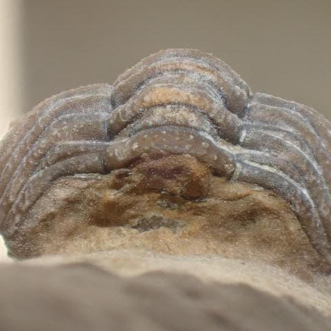 三葉虫の化石 美麗 モロッコ産 モロコプス・スピニファー 本物保証
