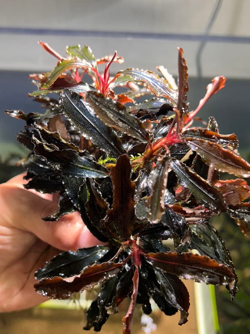 ブセファランドラsp.クダガン 特大10株