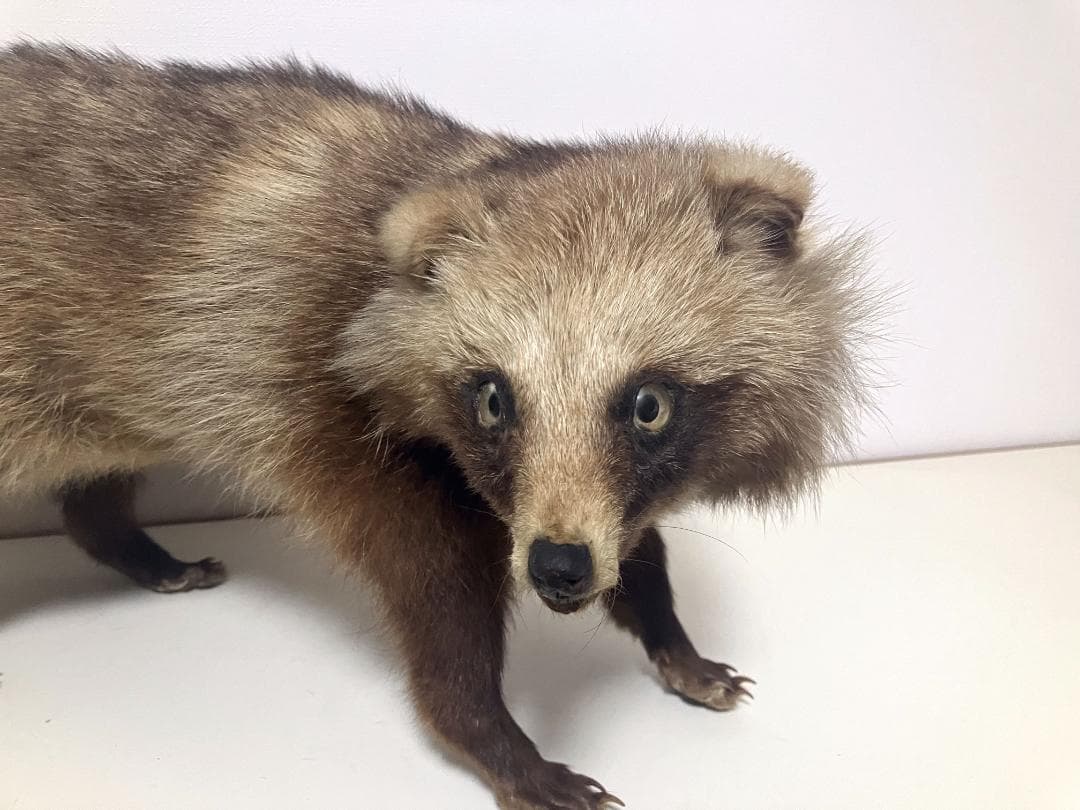 狸の剥製：種の保存法に該当しない動物