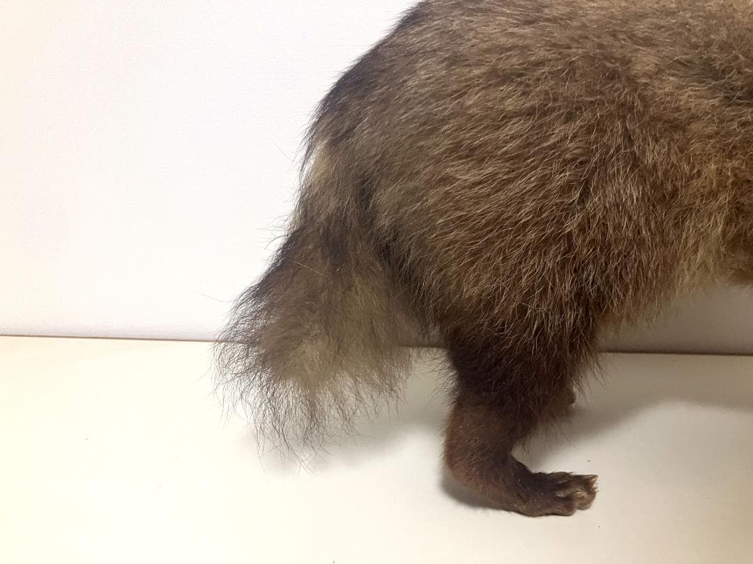 狸の剥製：種の保存法に該当しない動物