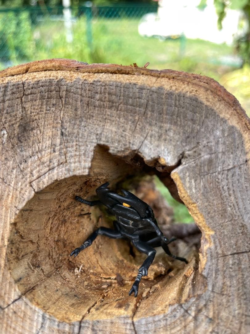 クワリウム　シェルター　登り木　エサ台　特大サイズ