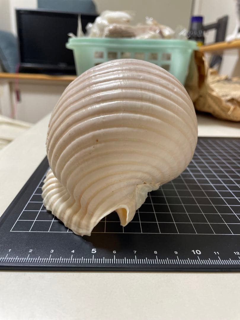 エマイトキワガイ　貝殻　標本