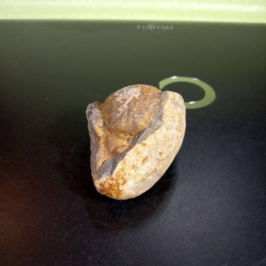 三葉虫　化石　fossil　ボリビア産　trilobite　ボリビア三葉虫郡①