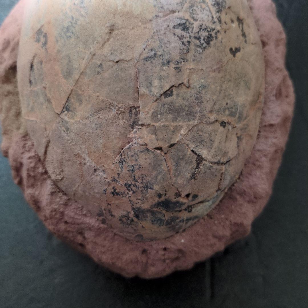 (貴重)　恐竜ハドロサウルスの卵化石　中国　補修あり