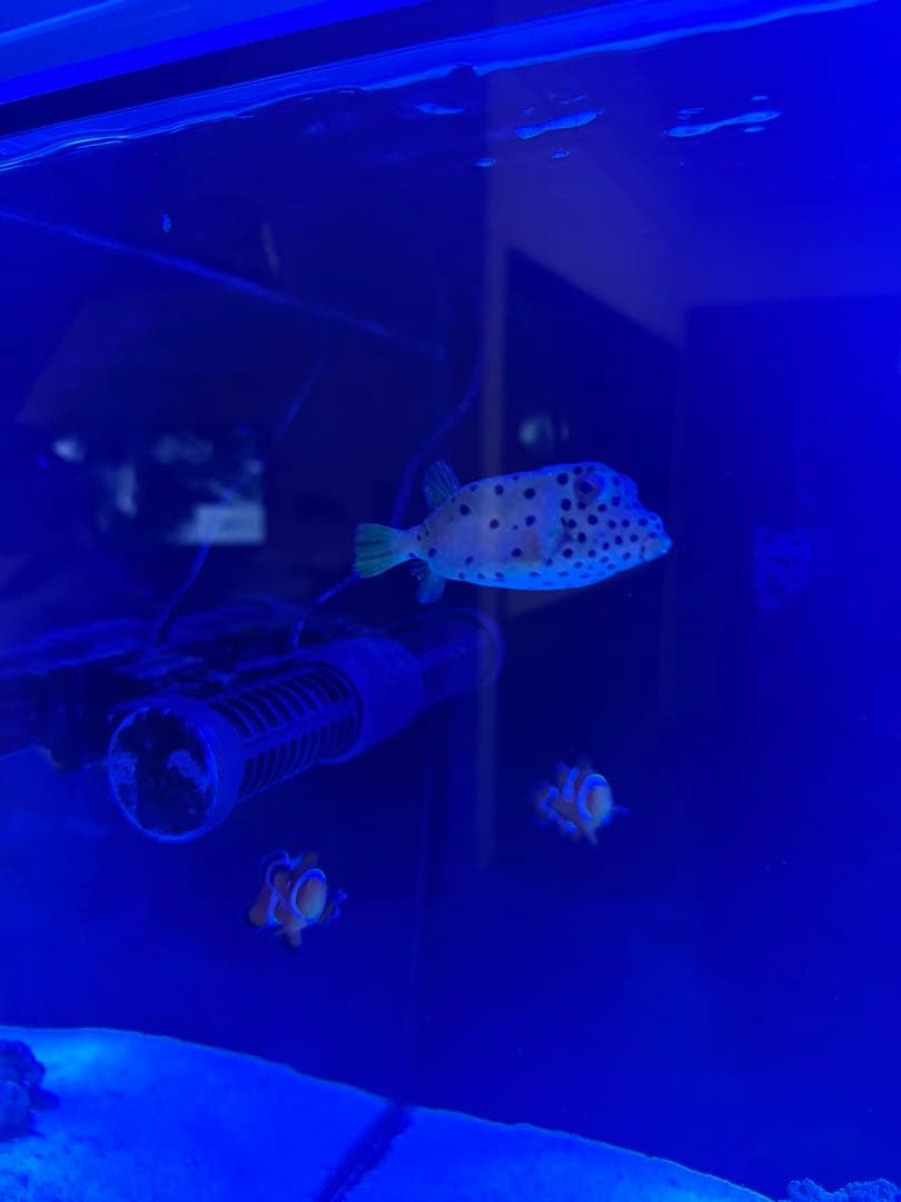 RedSea REEFER 350 海水魚飼育フルセット レッドシー