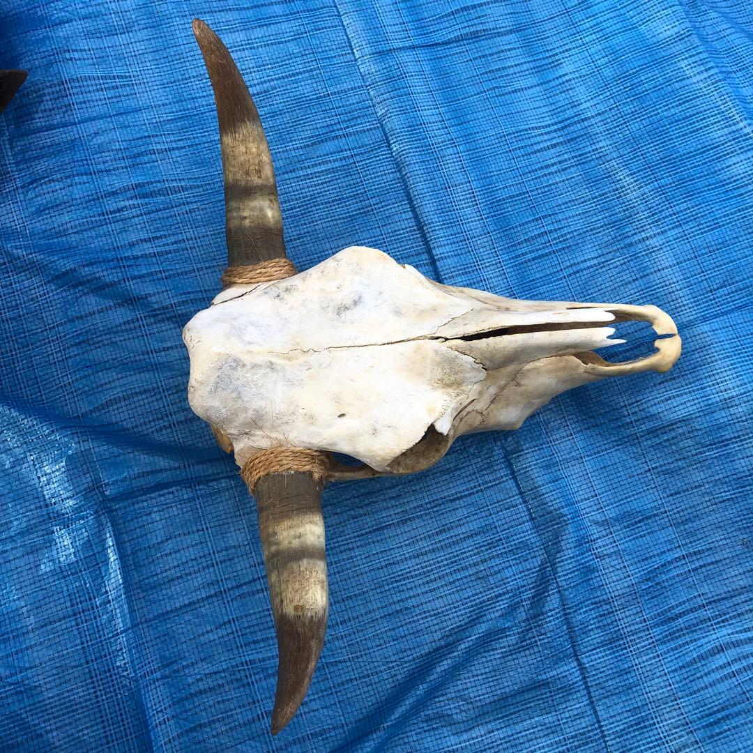 バッファロースカルヘッド、頭蓋骨、本物。