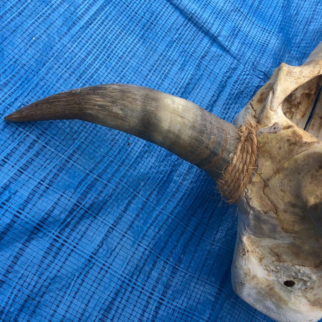 バッファロースカルヘッド、頭蓋骨、本物。