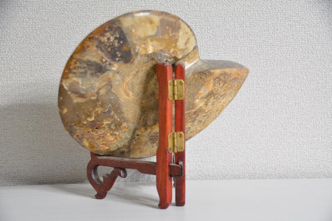 アンモナイト 化石 標本 鑑賞石 オブジェ●学術用・本物