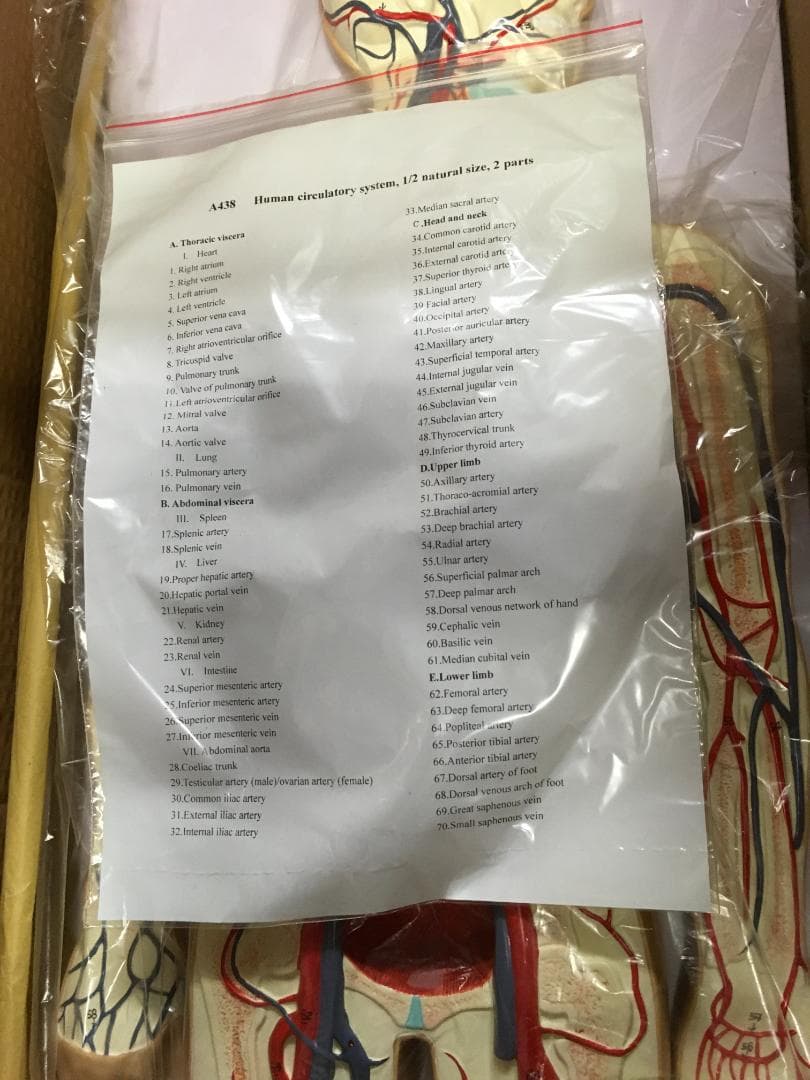 人体模型 血管詳細 1/2モデル